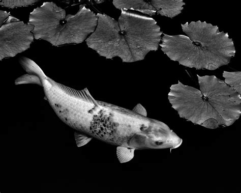 Koi, Koi Fish, Koi Fish Print, Koi Fish Art, Black and White, Black and ...