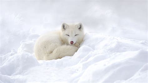 Winter Baby Fox Wallpapers - Wallpaper Cave