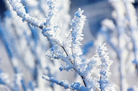 Hoar Frost On A Branch Free Stock Photo - Public Domain Pictures