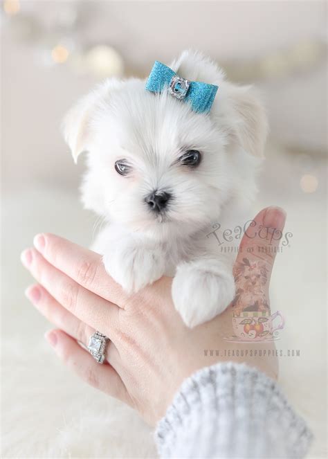 Adorable Maltese Here! | Teacup Puppies & Boutique