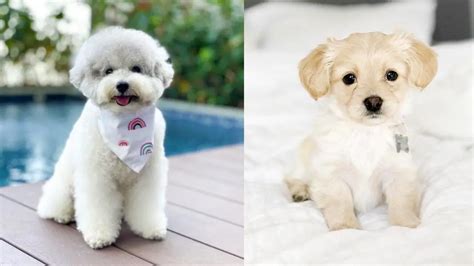 18 Adorable Bichon Frise Mix Dog breeds | Puppies Club