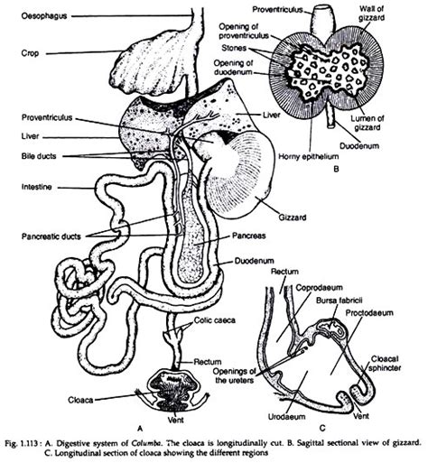 Digestive System of Pigeon (With Diagram) | Zoology