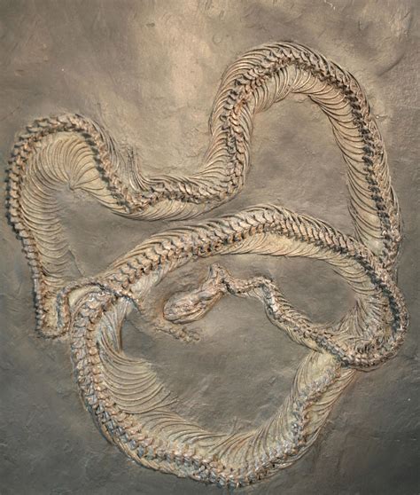 Fossil Eocene snake 48 million years old | Display at the Me… | Flickr