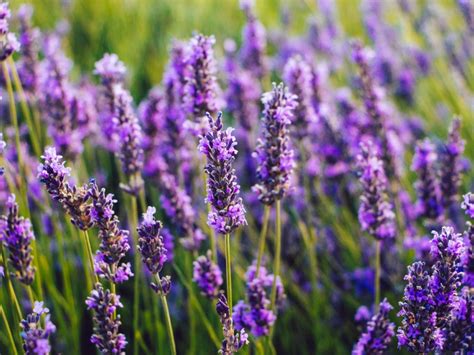 Tips For Growing Lavender Herb Plants