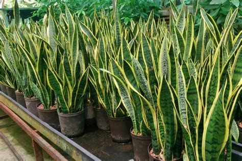 Snake Plants: How to Care for Snake Plants (Sansevieria or Mother-in ...