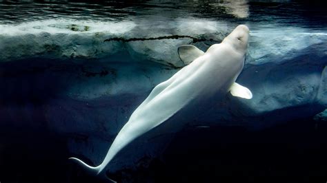 Beluga whale | Behaviours - WWF Arctic