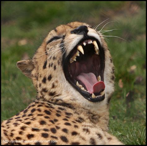 Cheetah - Teeth by jimkarthauser on DeviantArt