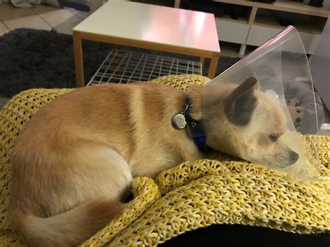 Cone of Shame makes pets miserable | Mirage News