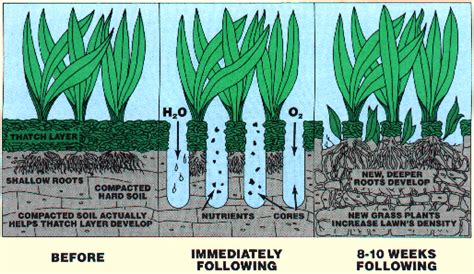 Lawn Aeration – Explained! | Total Lawn Care Inc.-Full Lawn Maintenance ...