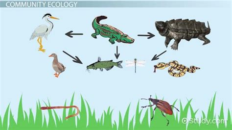 Ecology | Definition, Types & Examples - Video & Lesson Transcript ...