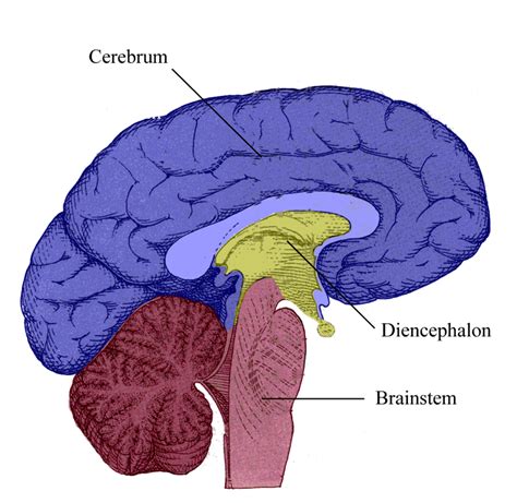 Anatomy Of Brain Quiz - Anatomy Book