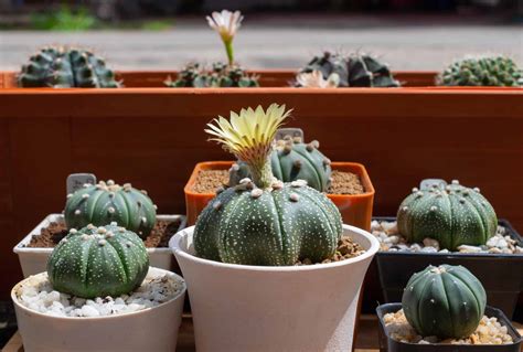 Discover 15 Different Types of Cactus - A-Z Animals