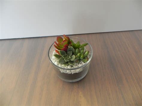 Succulent Arrangement in Small Glass - Succulent Gift