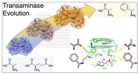 Transaminases Enzymes Design and Optimization - CD Biosynsis