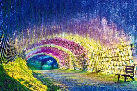 Wisteria Tunnel in Kitakyushu - International Traveller Magazine