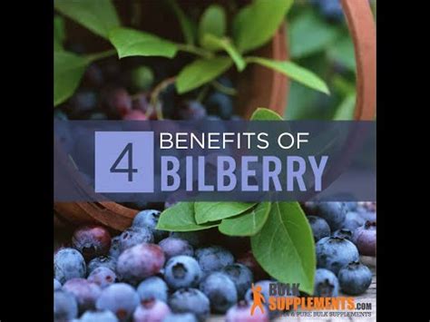 Bilberry Versus. Blueberry - Proper Nutrition | NutritionOfPower.com