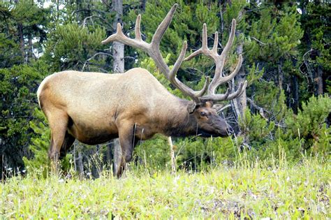 Bull Elk in the wild with a big rack of antlers. 14685731 Stock Photo ...