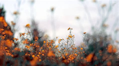 Download Fall Aesthetic Orange Flowers Wallpaper | Wallpapers.com