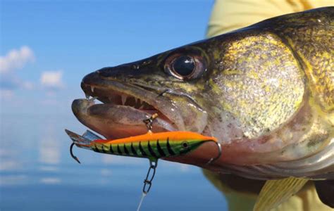 Best Walleye Lures to Have in Your Tackle Box - Lake Ontario Outdoors