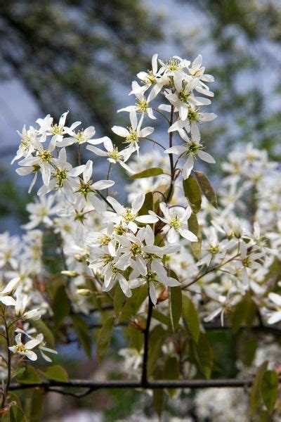 Dwarf Flowering Shrubs Zone 5 - 8 Dwarf Shrubs For Small Gardens Spaces ...