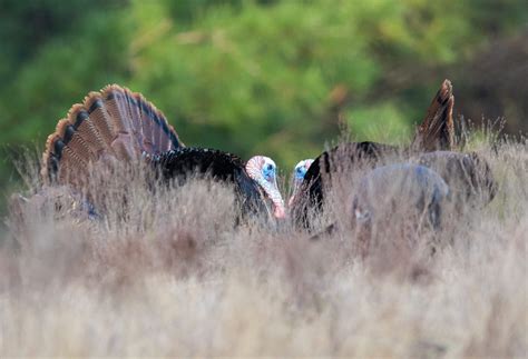 Minimal Shift of Eastern Wild Turkey Nesting Phenology Associated with ...