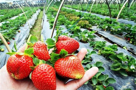 Strawberry Farm Attraction Baguio City Tourist Spots - Tourist ...