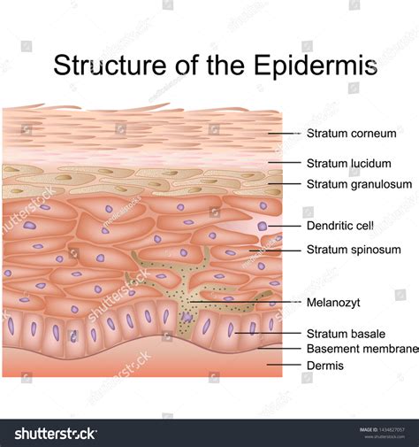 40,962 Epidermis Images, Stock Photos & Vectors | Shutterstock