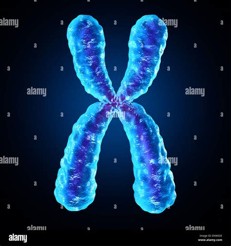 Chromosome as a human biology x structure containing dna genetic Stock ...