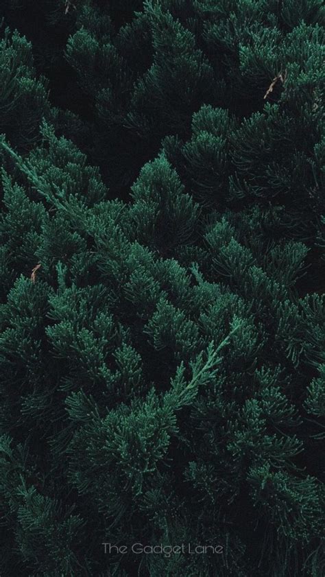 Dark Green Forest Wallpapers - Wallpaper Cave