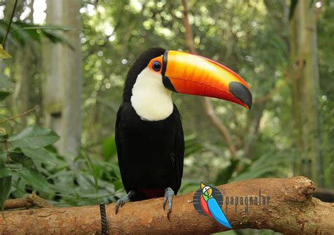 Toucan Bird - Toucan Bird Features