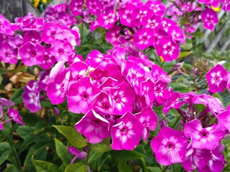 Phlox Care - Planting, Growing & Cultural Information