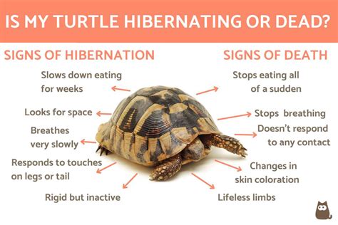 Turtle Hibernation: Understanding The Process And Safety Measures ...