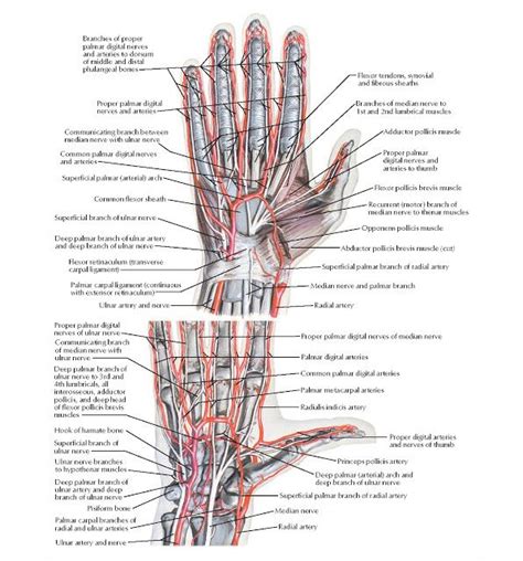 Arteries and Nerves of Hand: Palmar Views Anatomy Radial artery, Median ...