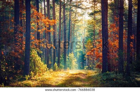 Autumn Forest Nature Vivid Morning Colorful Stock Photo 766886038 ...