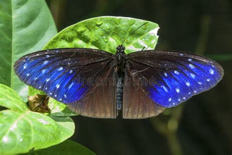 A Butterfly in Malaysia stock photo. Image of butterfly - 125092394