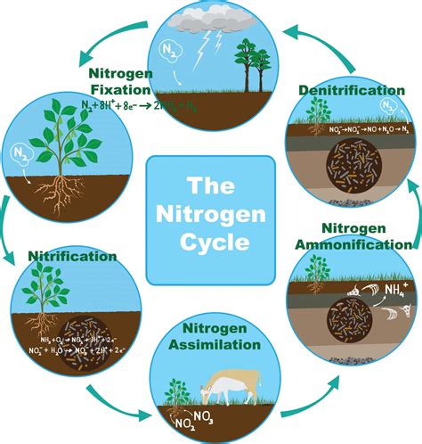 Nitrogen Cycle | Hot Sex Picture