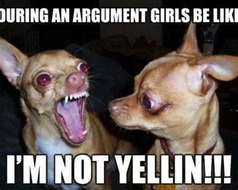 20 Funny Chihuahua Memes That will Make You Laugh