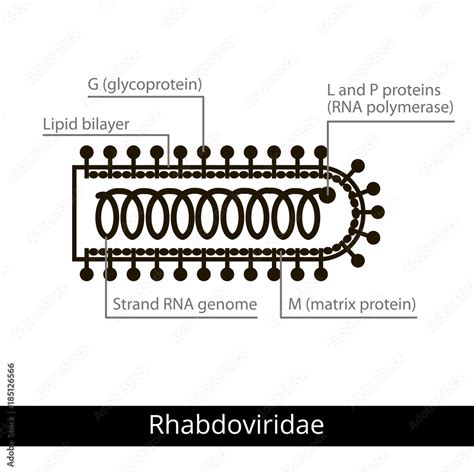 Rhabdoviridae. Classification of viruses. Stock Vector | Adobe Stock