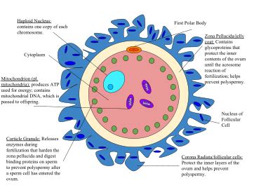 Egg cell - Wikipedia