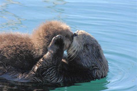 Coexisting with Sea Otters | Defenders of Wildlife