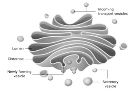 Labelled Diagram Of Golgi Apparatus