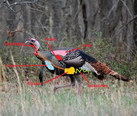 Turkey Anatomy-What the What?!?! - Strutting Tom.com