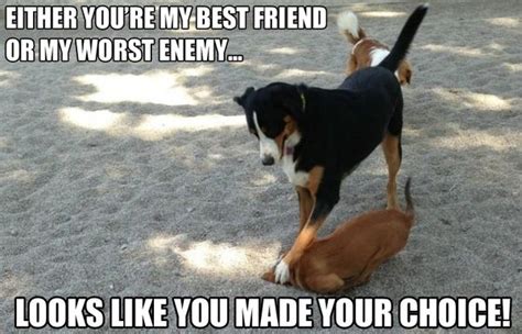 Funny bad dog memes picture | QuotesBae