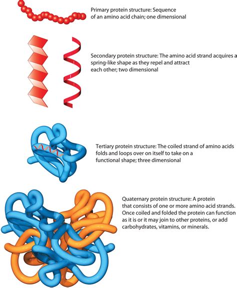 Levels Of Protein Structure Diagram