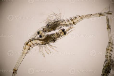 Closeup mysis stage of Vannamei shrimp in light microscope, Shrimp ...