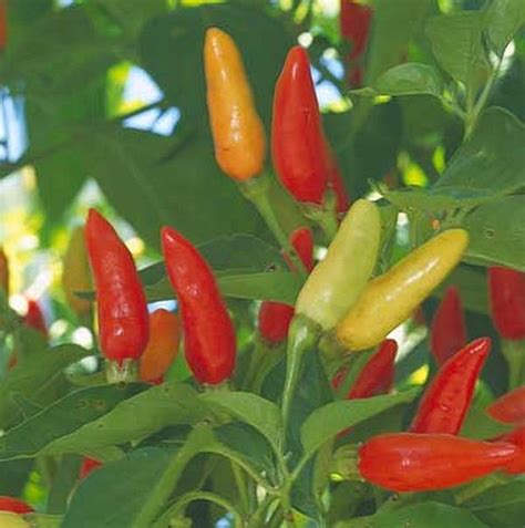 Pepper Seed - HOT - Tabasco Seeds