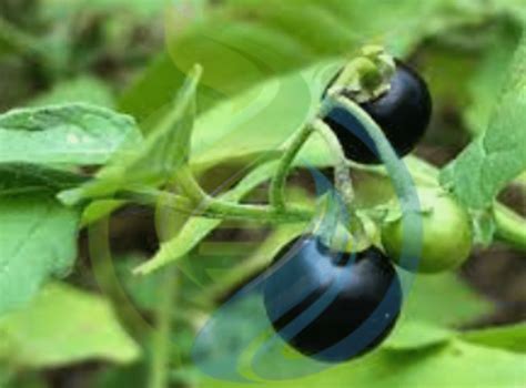 Black nightshade berry seed - Nursery, Plants, Health & Beauty ...