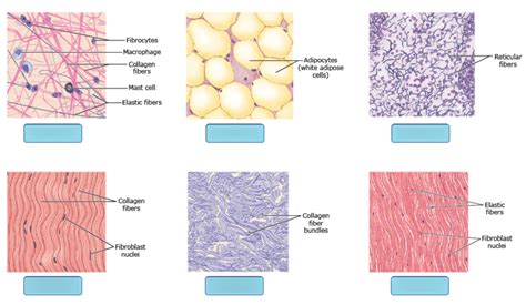 Connective Tissue Types