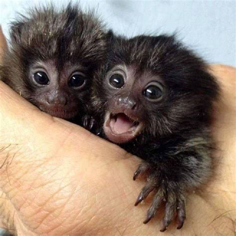 19 best Finger Monkey images on Pinterest | Ape monkey, Baby animals ...