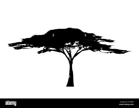 African tropical tree logo icon black and white color, acacia tree ...